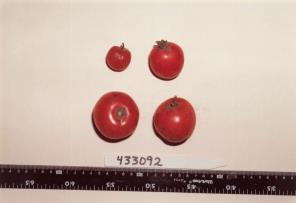 Click for 1 image(s) for this accession. FRUIT